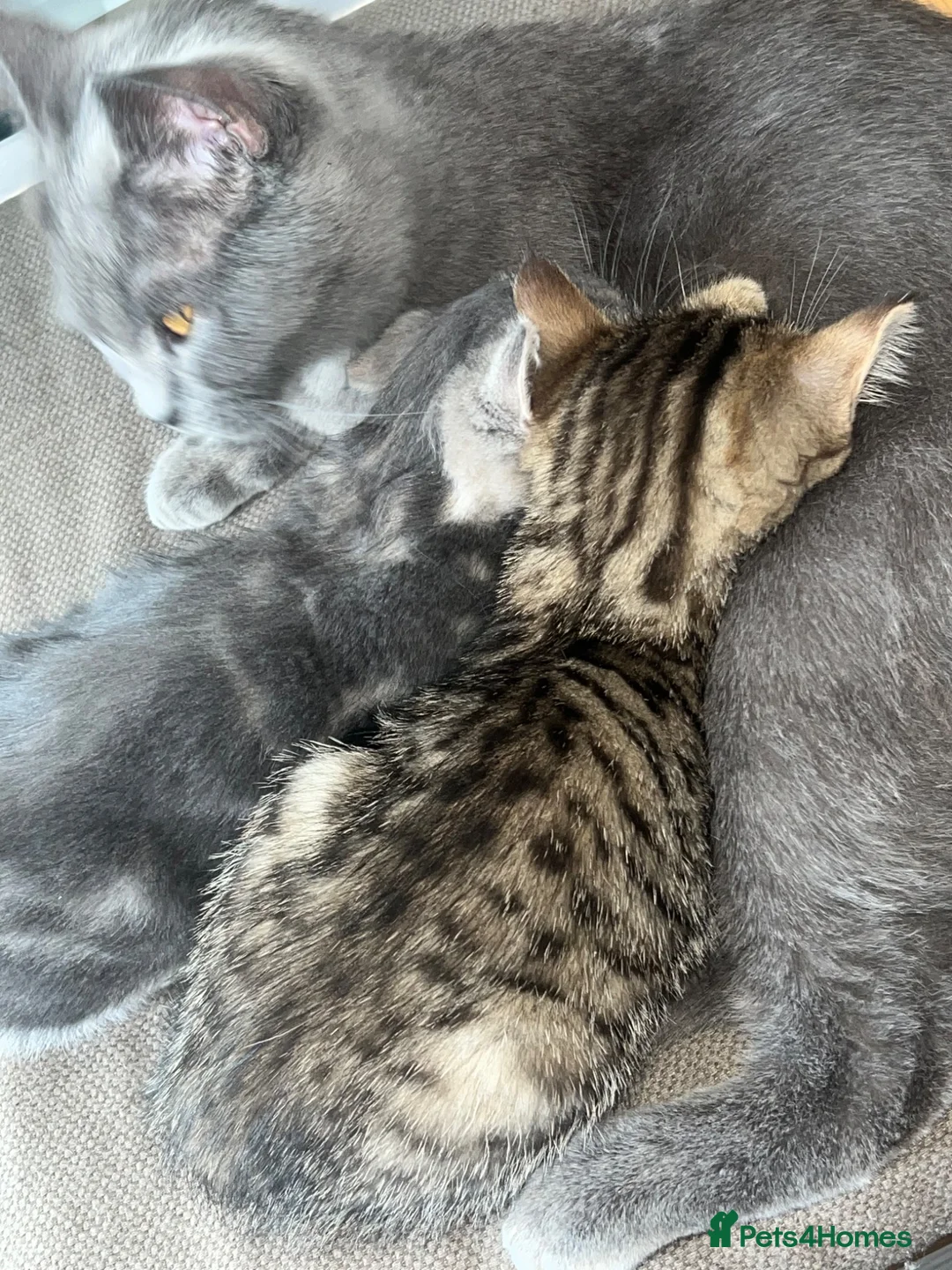 British Shorthair cats for sale: British Shorthair Spotted Girl - Advert 2
