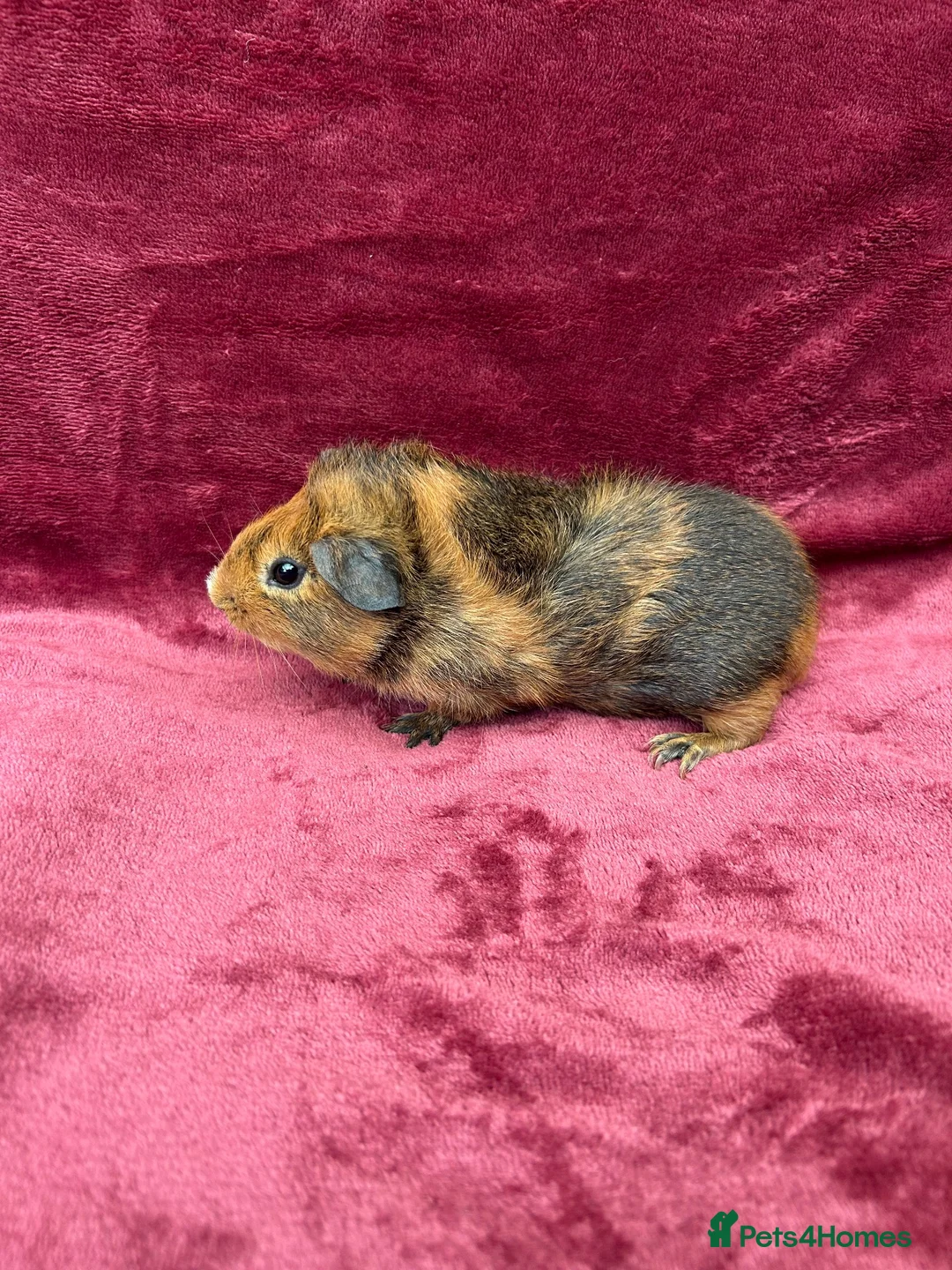 Guinea Pig rodents for sale: 2 Baby boy guinea pigs - Advert 2