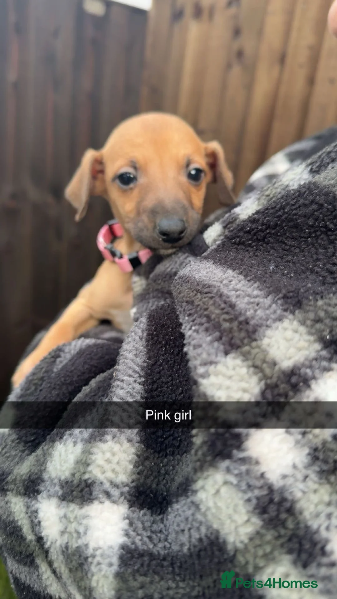 Mixed Breed dogs for sale: 3 adorable Wiggys  - Advert 3