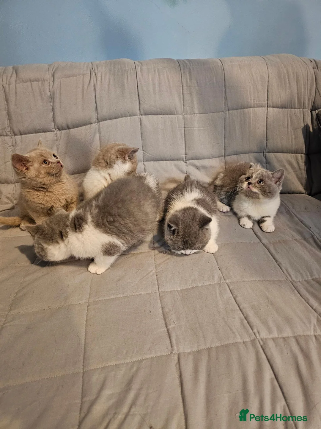 British Shorthair cats for sale: British shorthair kittens for sale.  - Advert 16