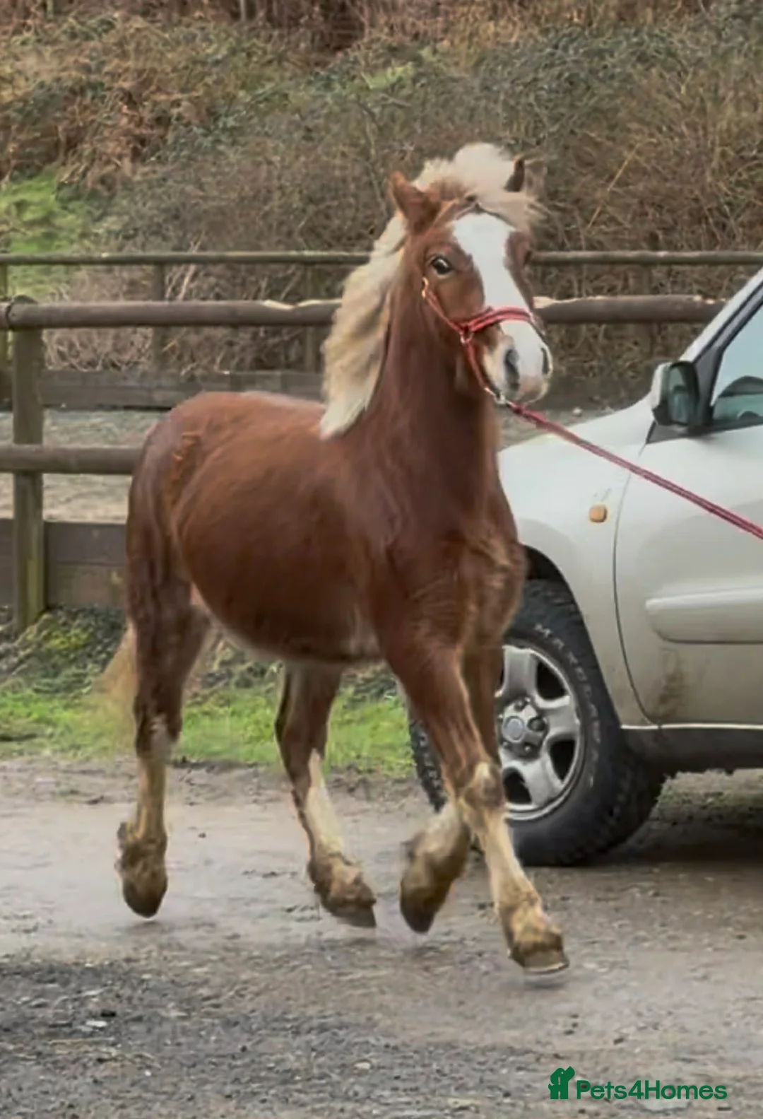 Welsh Section C horses for sale: Flashy Freddie - Advert 4