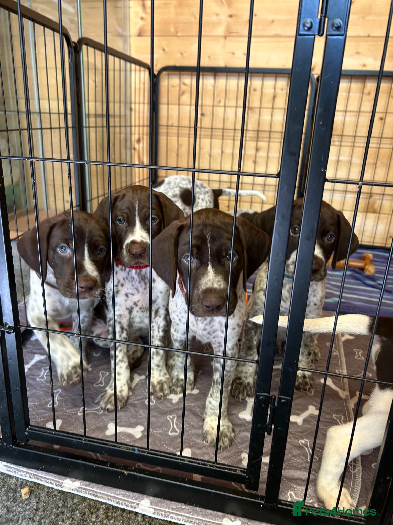 German Shorthaired Pointer dogs KC Registered German Shorthaired pointer puppies  - Advert 1