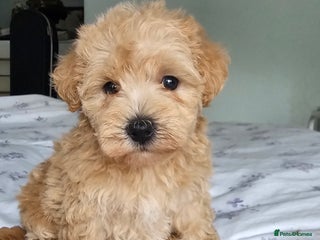 Mixed Breed dogs - Advert 13