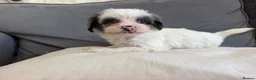 Yorkiepoo dogs for sale: Yorkiepoos for sale in Sevenoaks - Advert 3