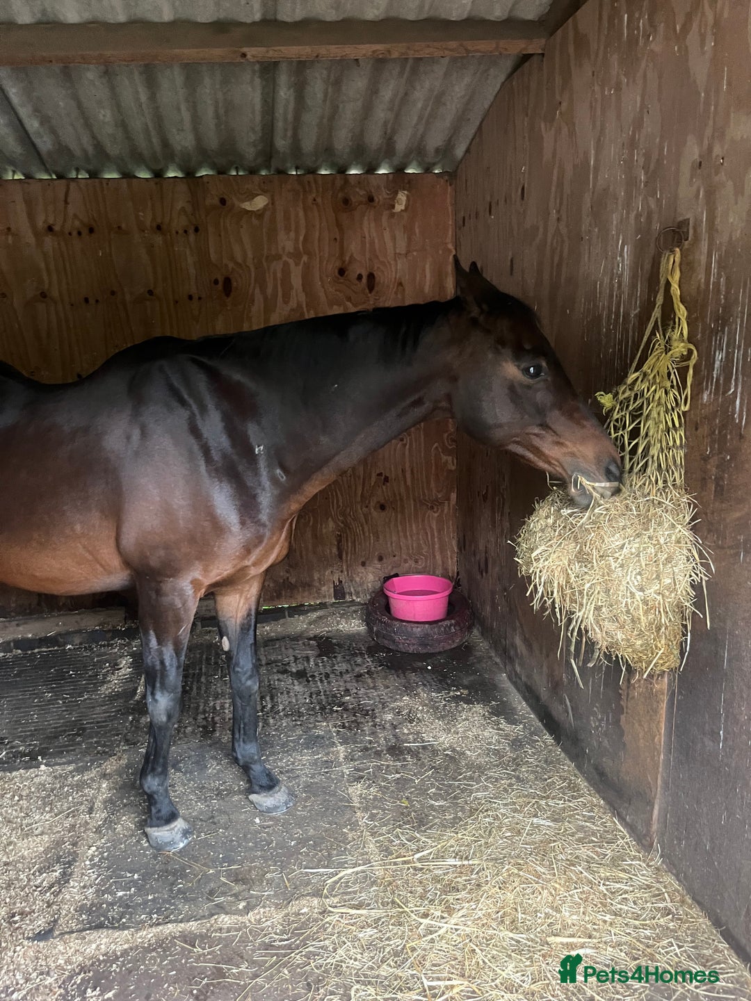 Riding pony horses for sale: British riding pony  - Image 4