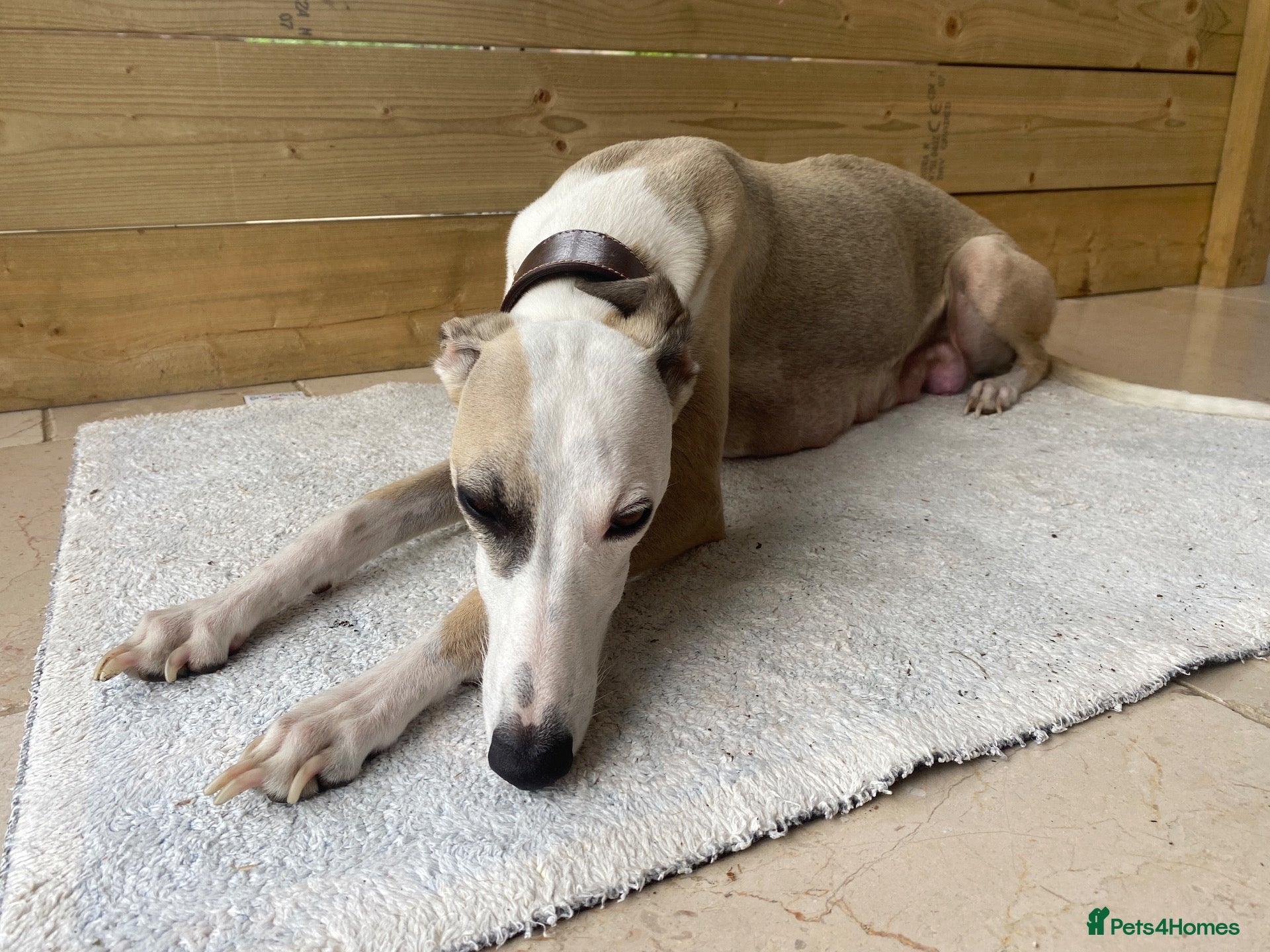 Whippet dogs KC Registered Pedigree Whippet Puppies for Sale - Advert 1