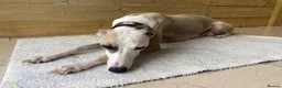 Whippet dogs for sale: KC Registered Pedigree Whippet Puppies for Sale in Salisbury - Advert 1