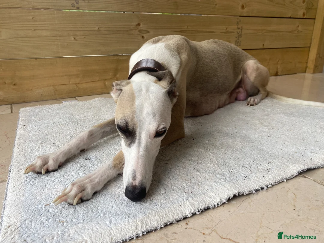 Whippet dogs for sale: KC Registered Pedigree Whippet Puppies for Sale in Salisbury - Advert 1