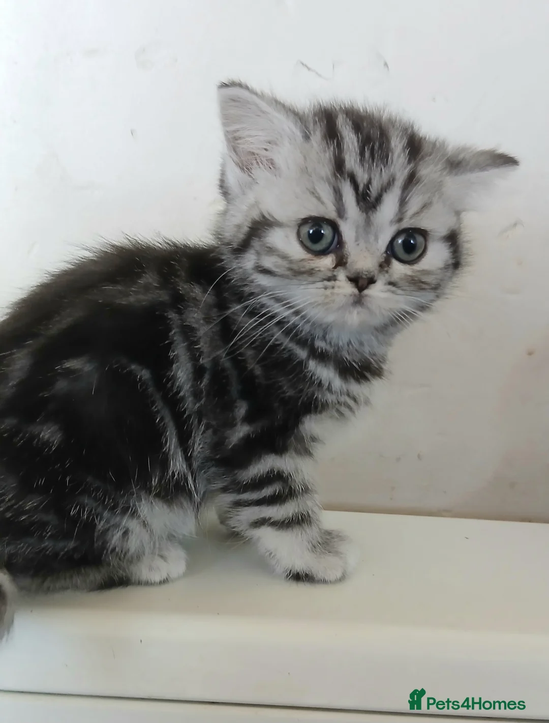 British Shorthair cats for sale: Bsh.  Silver  tabby - Girl. - Advert 2