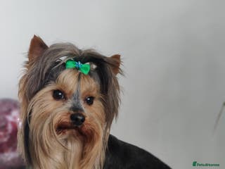 Yorkshire Terrier dogs PEDIGREE Yorkshire terrier for STUD in Hull - Advert 11