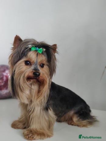 Yorkshire Terrier dogs for stud in Hull - Advert 1