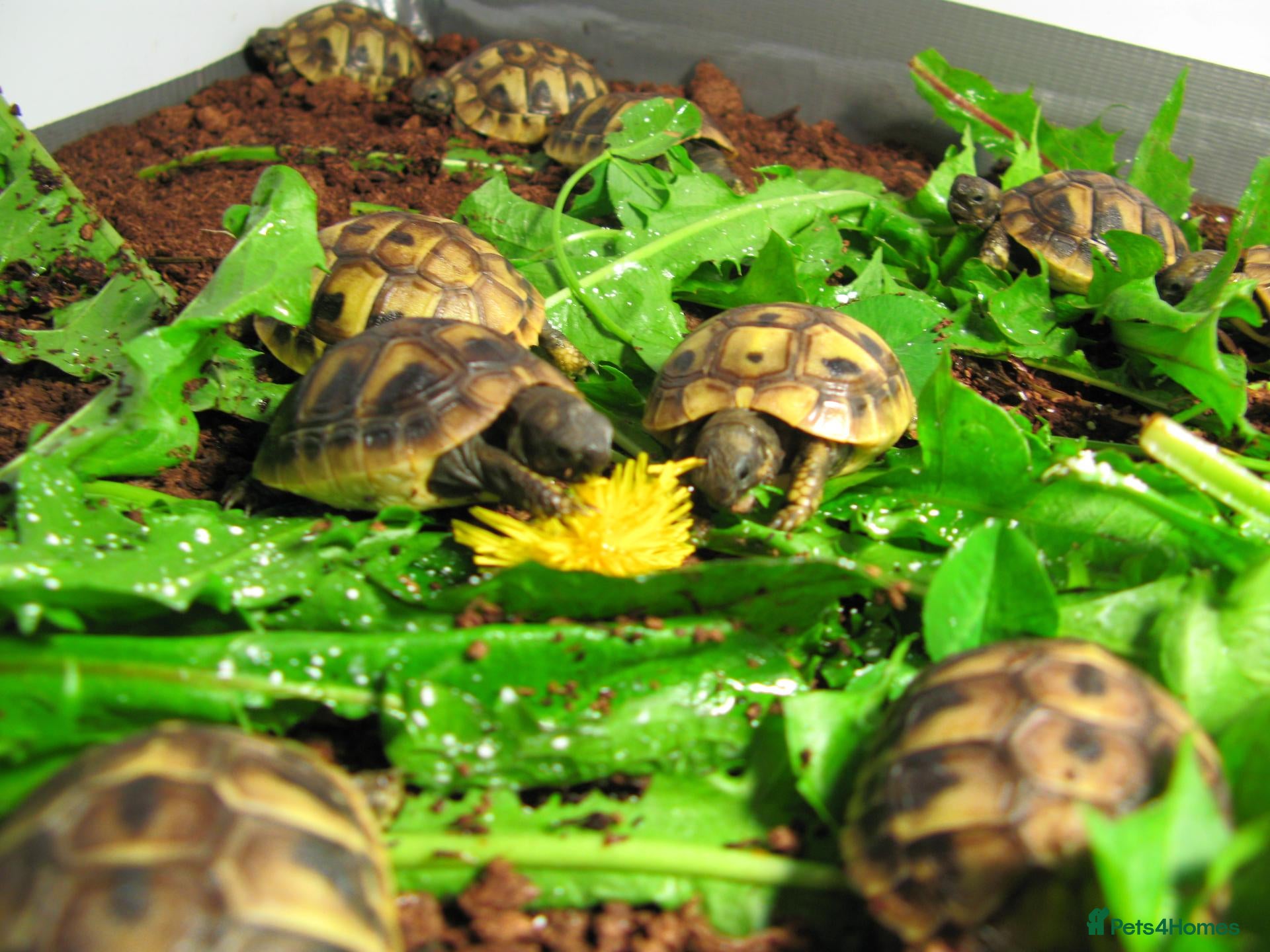 Hermann Tortoise reptiles Baby Hermann & Spur-thigh Tortoises for sale - Advert 2