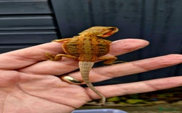 Bearded Dragon reptiles for sale: Pogona vitticeps + vitticeps/Barbata hybrids - Image 9