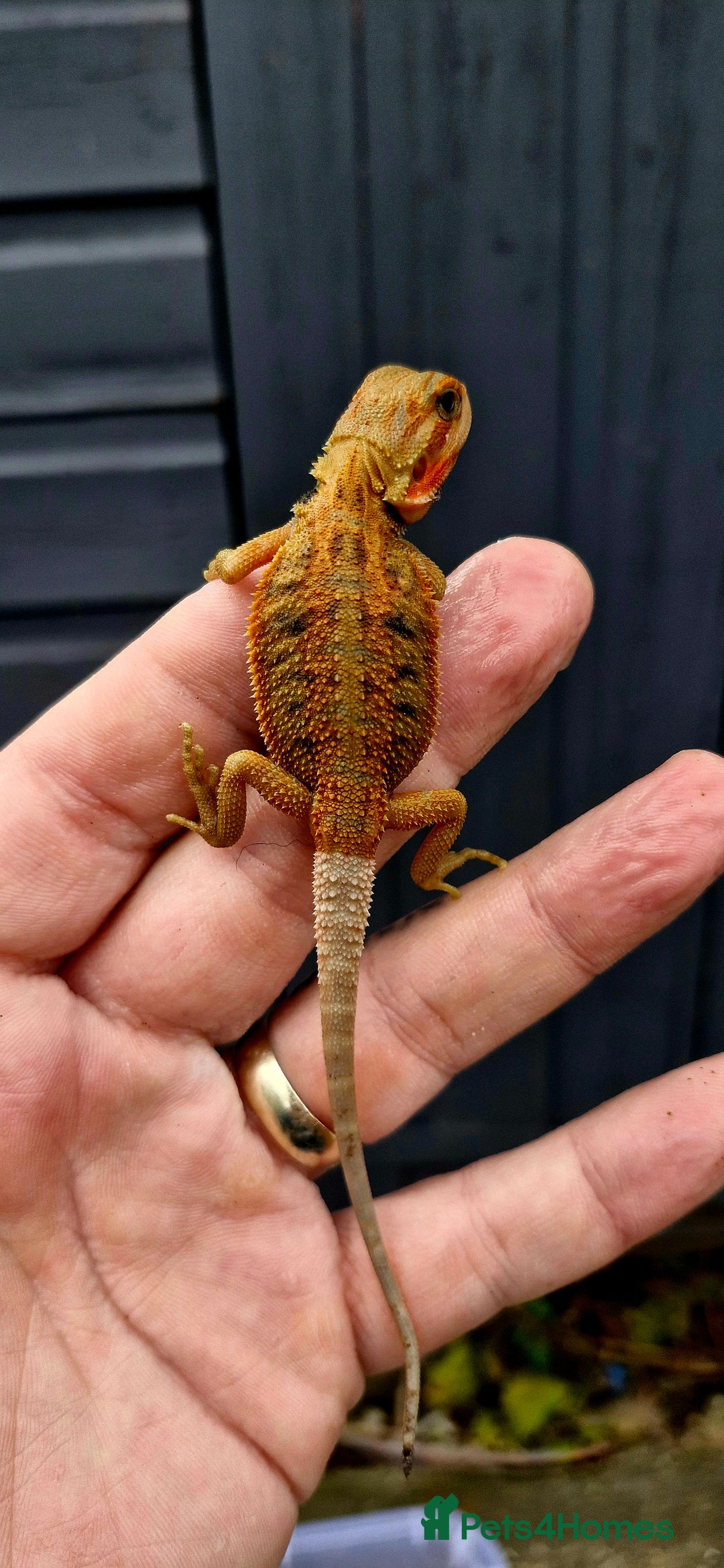 Bearded Dragon reptiles for sale: Pogona vitticeps + vitticeps/Barbata hybrids - Image 9