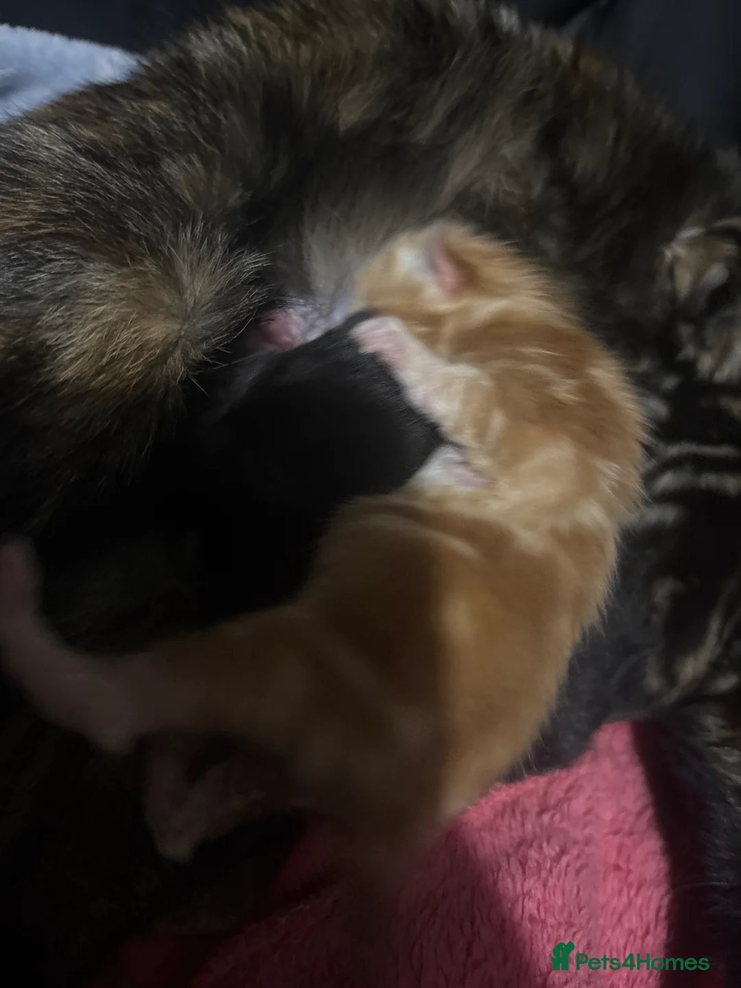 Mixed Breed cats for sale: 4 kittens  - Advert 5