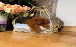Toy Poodle dogs for sale: Asian micro poodle Boy - Image 22