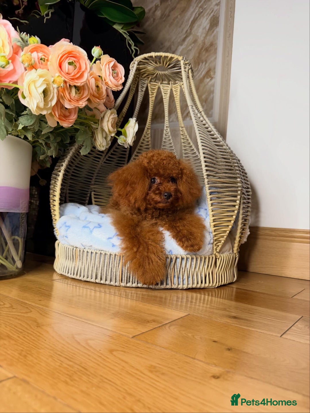 Toy Poodle dogs for sale: Asian micro poodle Boy - Image 22
