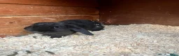 Mixed Breed rabbits for sale: 7 baby lops - Advert 5