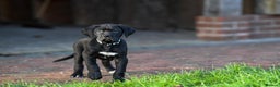 Cane Corso dogs for sale: Cane Corso pups  - Advert 13