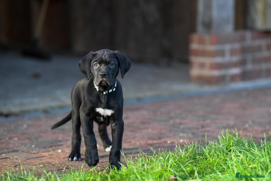 Cane Corso dogs for sale: Cane Corso pups  - Advert 13