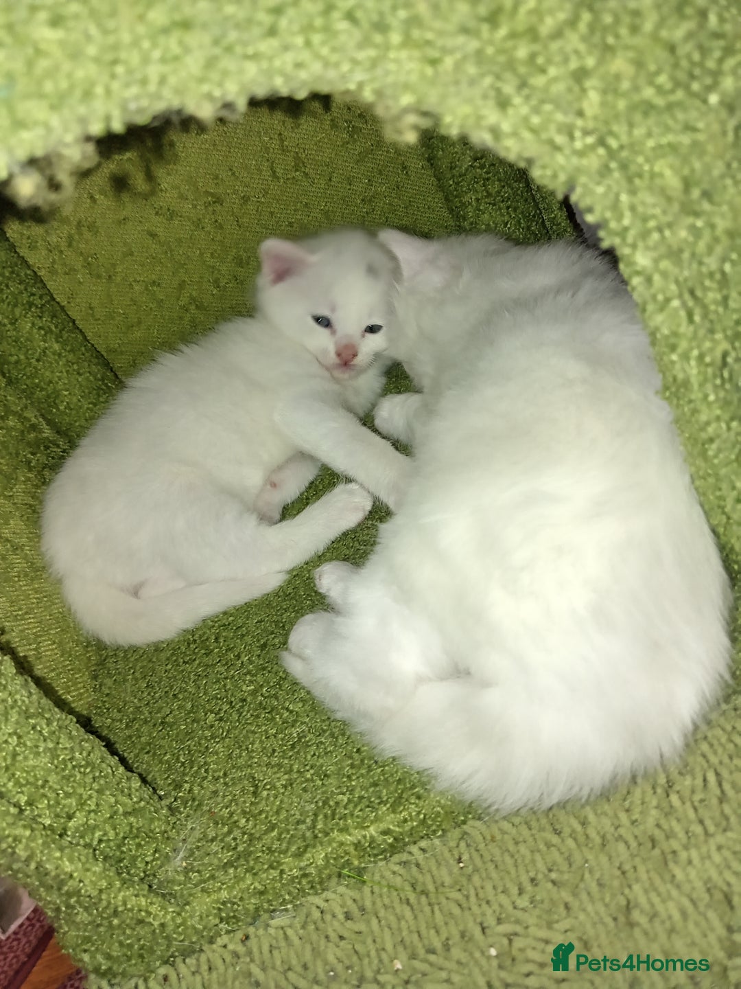 Mixed Breed cats for sale: Short hair white kitten for sale she is beautiful  - Advert 5