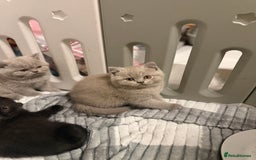 British Shorthair cats for sale: Beautiful British shorthair champion bloodlines - Image 3