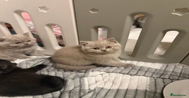 British Shorthair cats - Advert 8