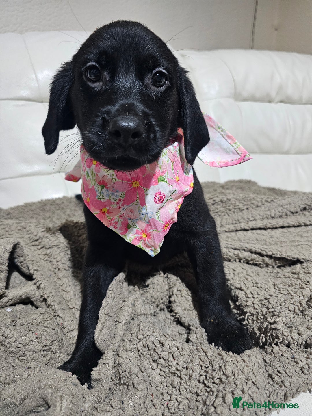 Labrador Retriever dogs for sale: 2boys / 4 girls  READY TODAY FOR FOREVER HOMES - Image 15