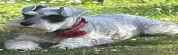Miniature Schnauzer dogs for sale: We are expecting! Black Mini Schnauzer Pups! - Advert 3