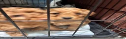 Cockapoo dogs for sale: Beautiful Red Cockapoo Puppies ❤️ 2 Boys & 3 Girls - Advert 11