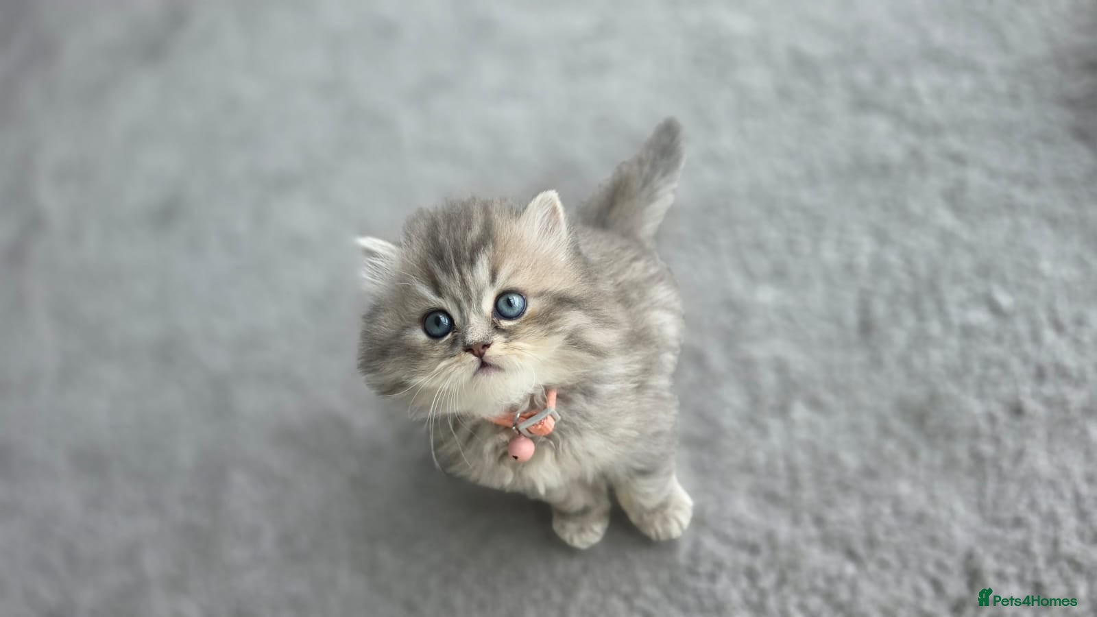 Persian cats adorable persian kittens - Advert 3