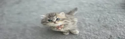 Persian cats for sale: adorable persian kittens in Hemel Hempstead - Advert 1