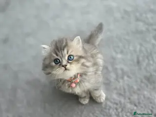 Persian cats adorable persian kittens - Advert 15