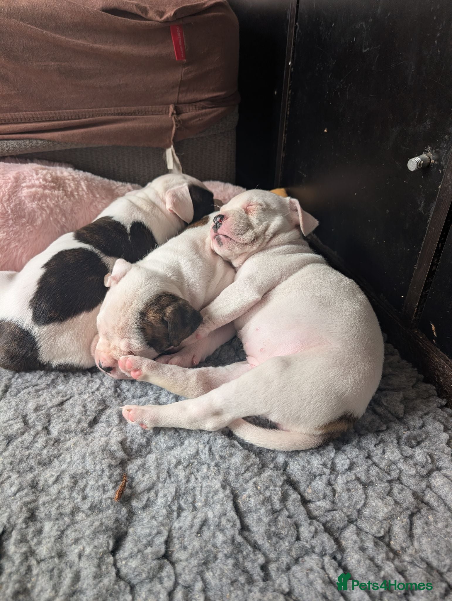 American Bulldog dogs American bulldog puppies - Advert 2