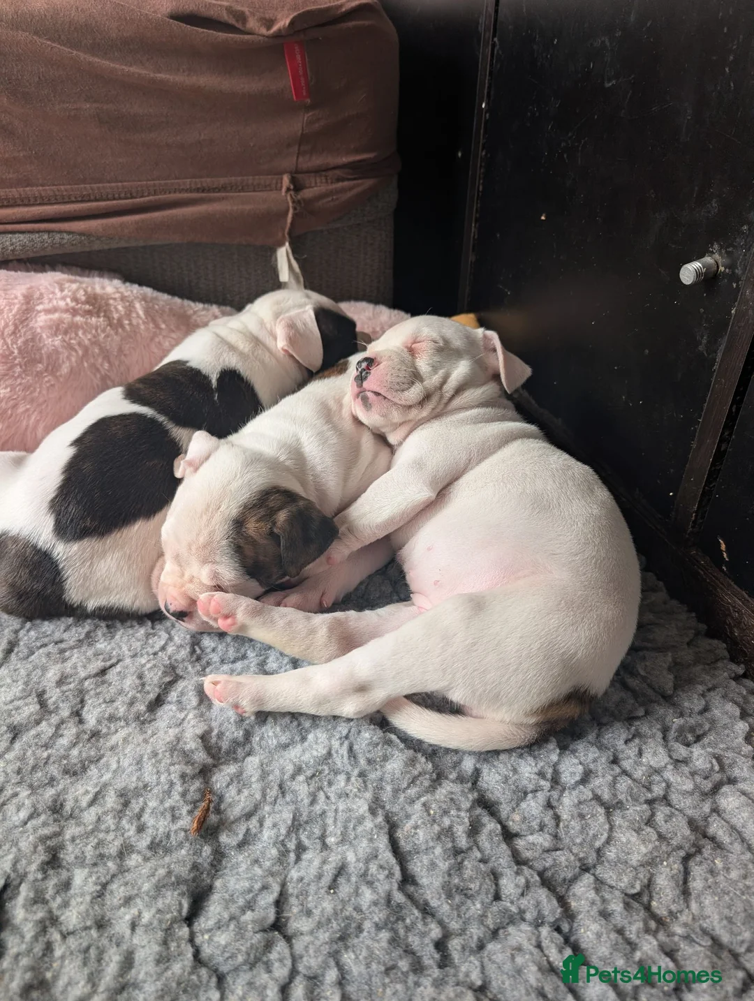American Bulldog dogs for sale: American bulldog puppies - Advert 2