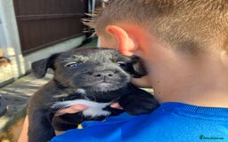 Patterjack dogs for sale: 2 little boys left for sale beautiful puppies - Image 1