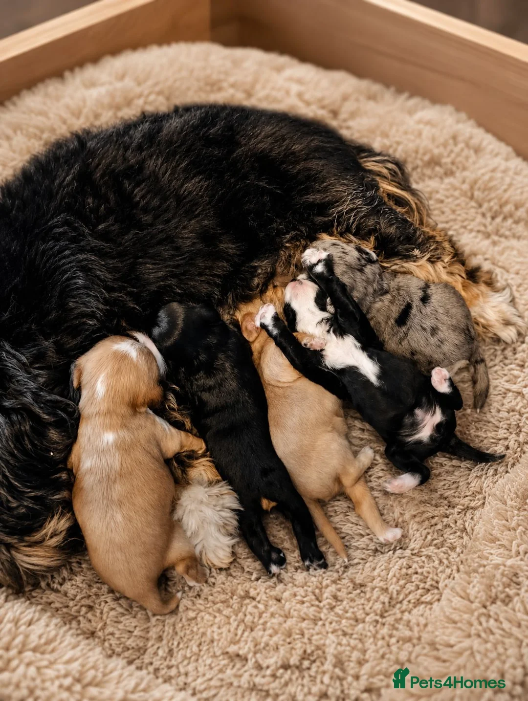 Shihpoo dogs for sale: Shipoo Puppies F1b's for sale  - Advert 2