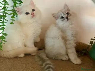 Persian cats 7-Persian kittens for sale 🩶🩵 males & Females - Advert 16