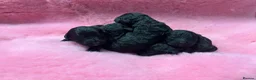 Goldendoodle dogs for sale: Beautiful Goldendoodles - Advert 5