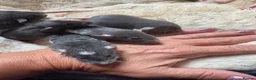 Rat rodents for sale: Beautiful dumbo fancy rats  - Advert 2