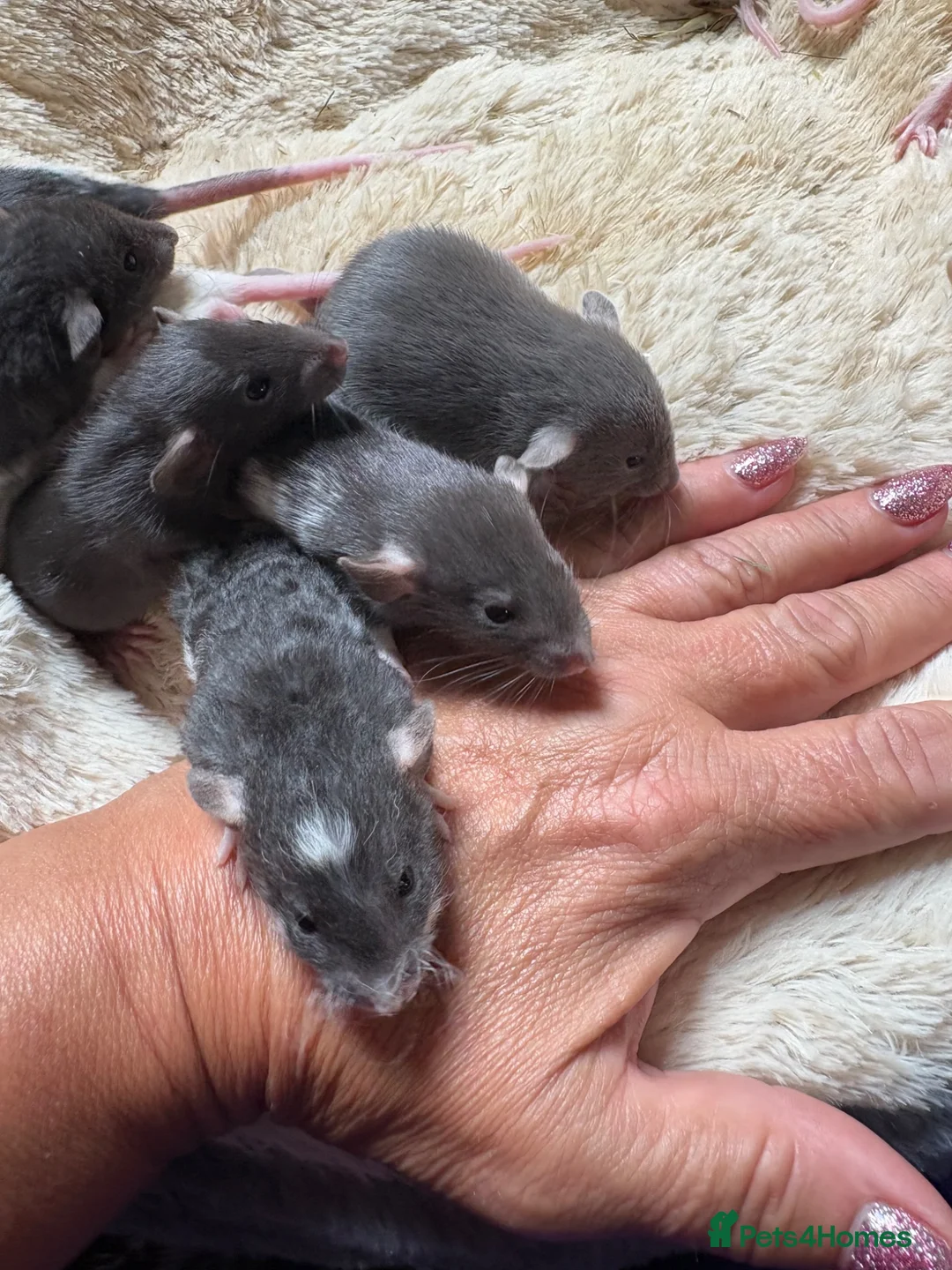 Rat rodents for sale: Beautiful dumbo fancy rats  - Advert 2