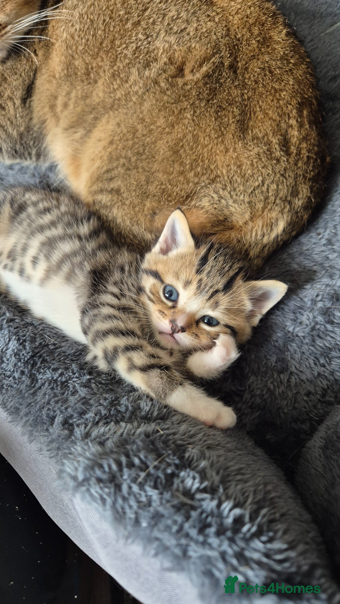 Scottish Fold cats Scottish Straight Boy looking for his forever home - Advert 1
