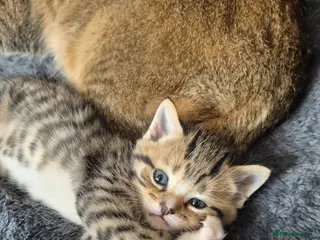 Scottish Fold cats Scottish Straight Boy looking for his forever home - Advert 1