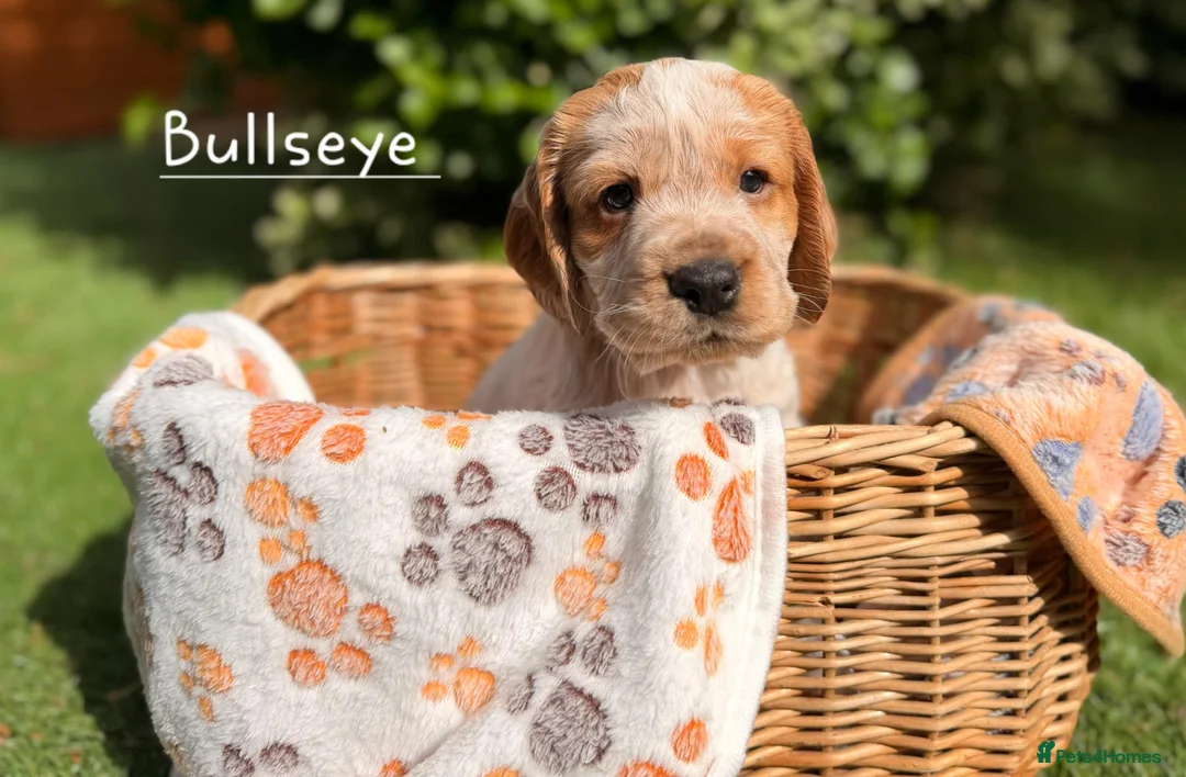 Cocker Spaniel dogs for sale: Working Cocker Spaniel Puppies (3 BOYS) in Chesterfield - Advert 11