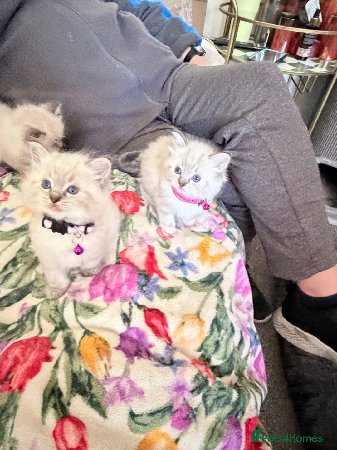 Ragdoll cats for sale: Special Ragdoll babies  - Advert 14