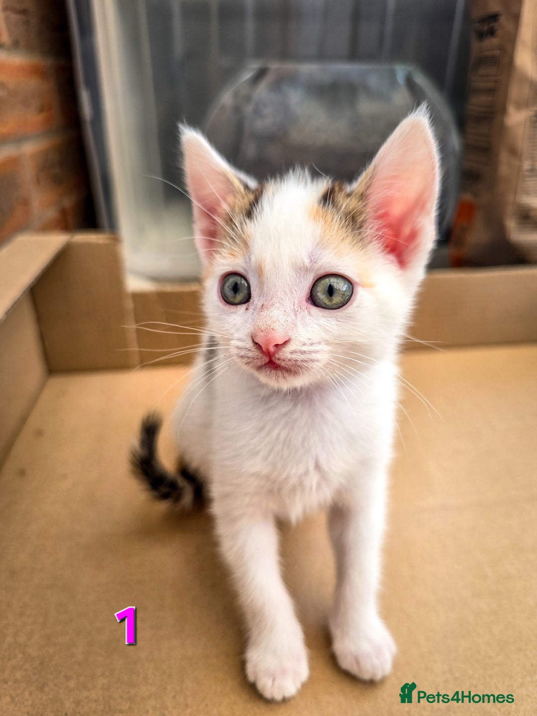 Mixed Breed cats for sale: 7 adorable kittens looking for loving homes - Image 6