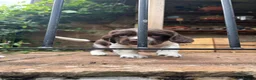 English Springer Spaniel dogs for sale:   Stunning Liver & White Springer Spaniel  Puppies - Advert 3