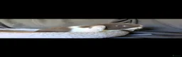 Mini Lop rabbits for sale: Stunning Mini Lops  - Advert 4