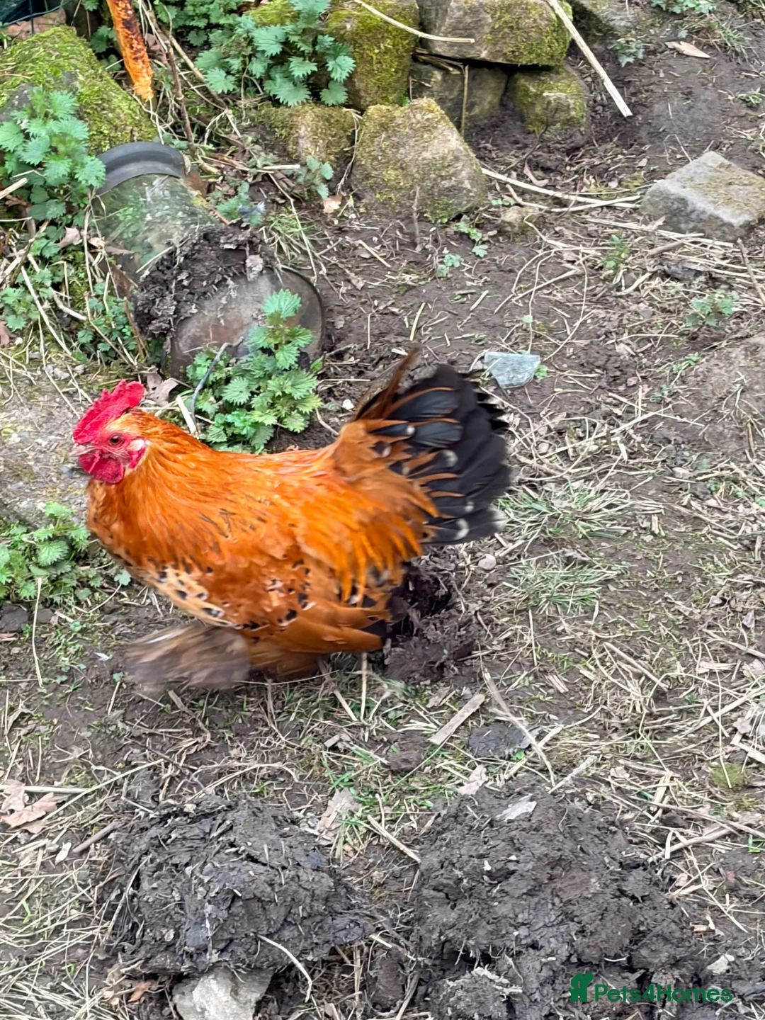 Chickens poultry for sale: Silkie / Bantam Cockerel 🐓  in Glossop - Advert 3