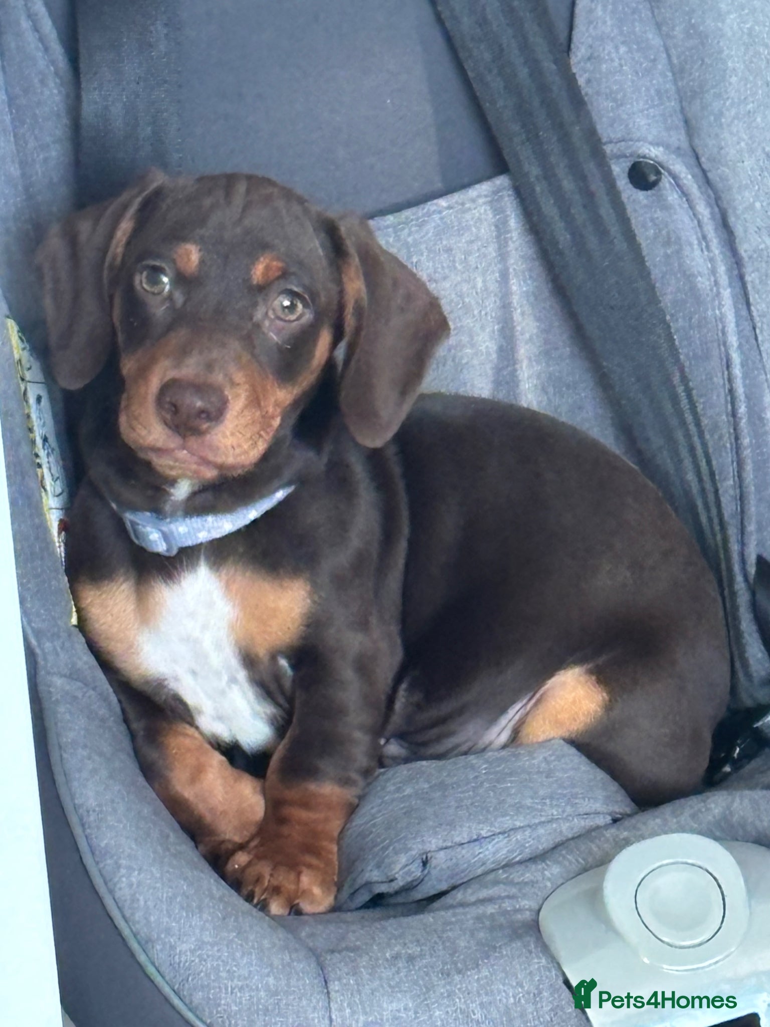 Miniature Dachshund dogs Miniature dachshund  - Advert 1